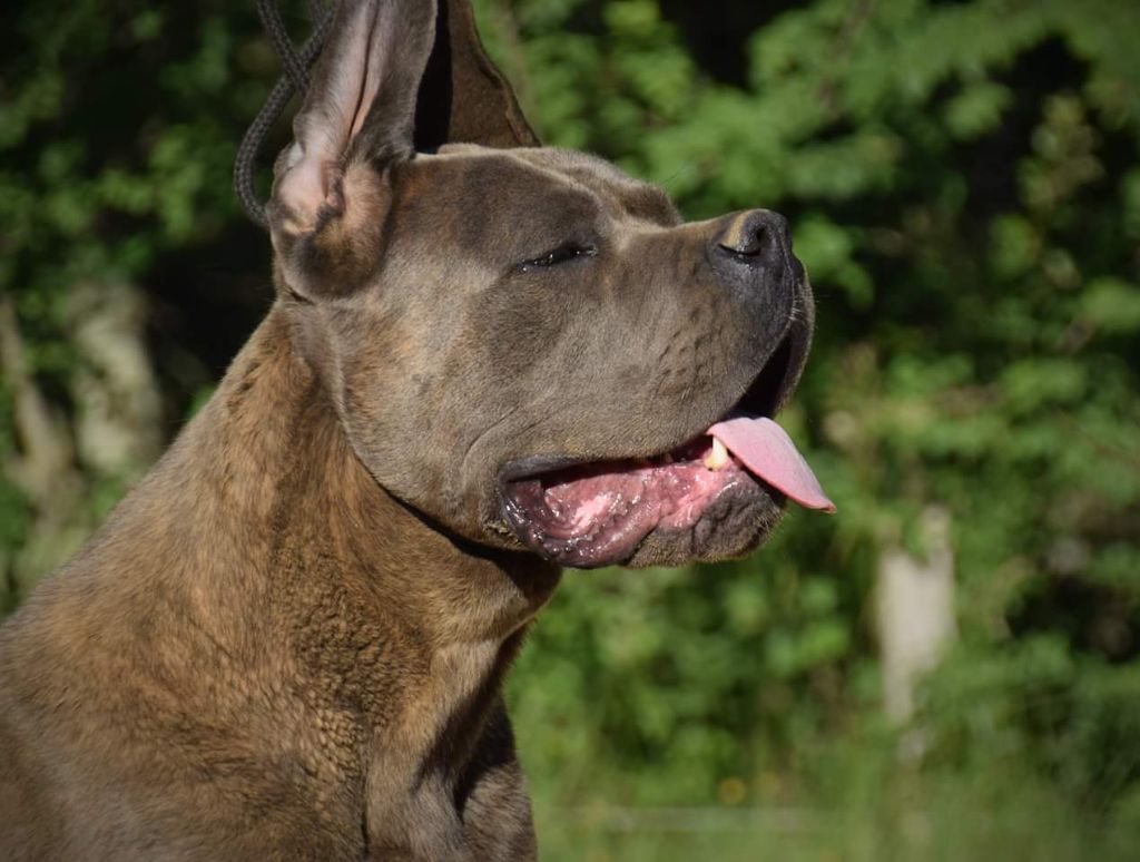 Les Cane Corso de l'affixe Des Sentinelles De Reveden