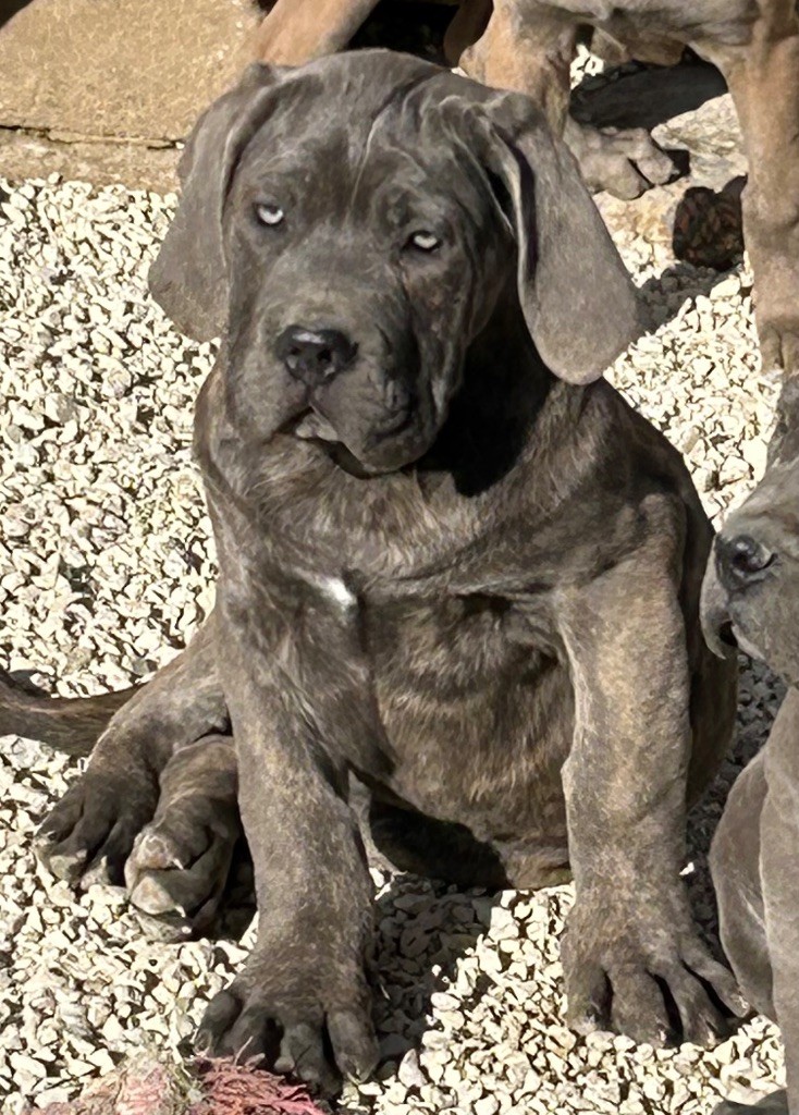 Des Sentinelles De Reveden - Chiot disponible  - Cane Corso