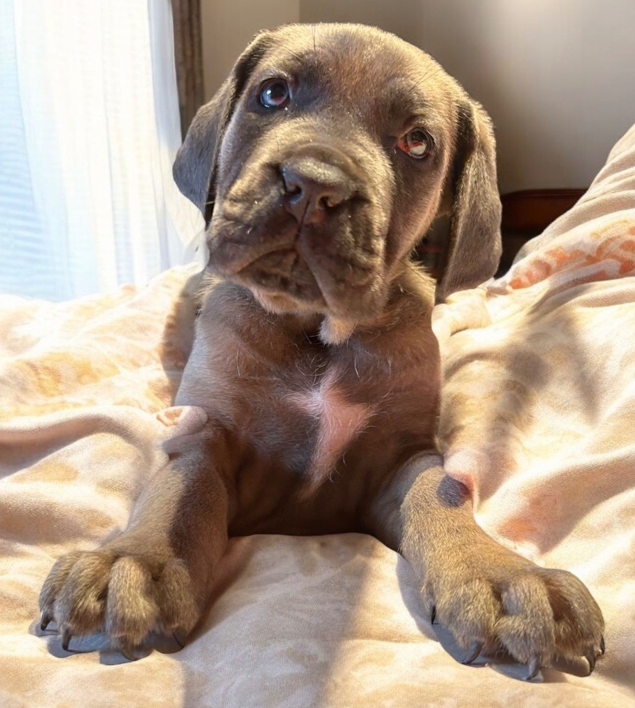 Des Sentinelles De Reveden - Chiot disponible  - Cane Corso