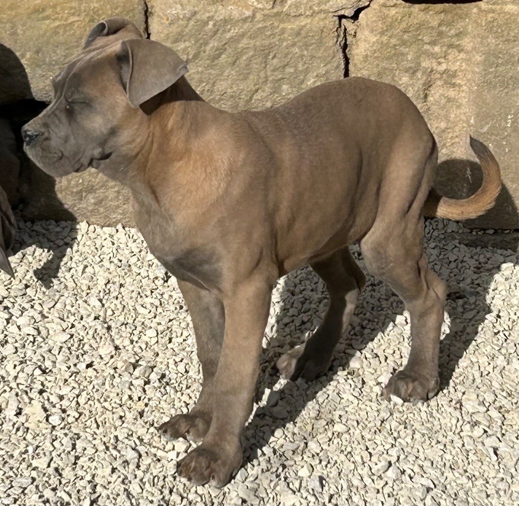 Des Sentinelles De Reveden - Chiot disponible  - Cane Corso