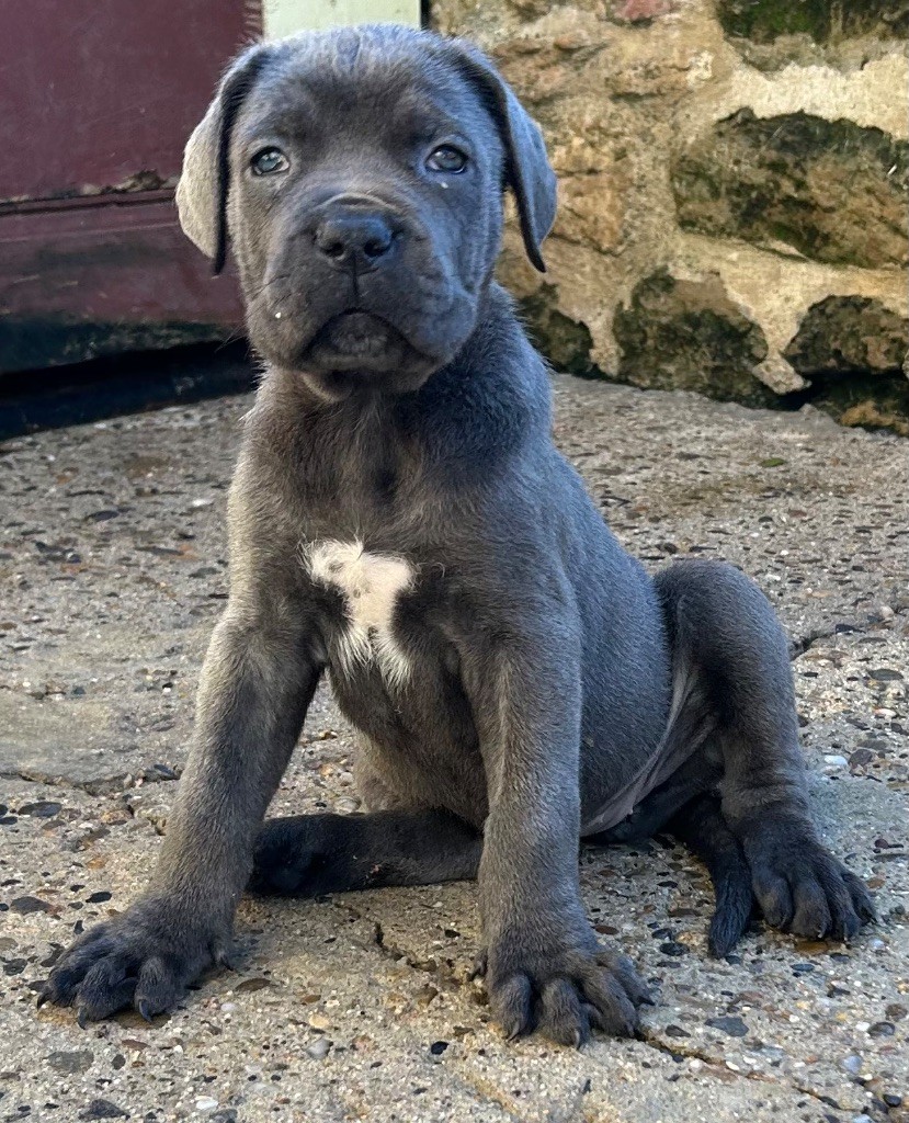 Des Sentinelles De Reveden - Chiot disponible  - Cane Corso