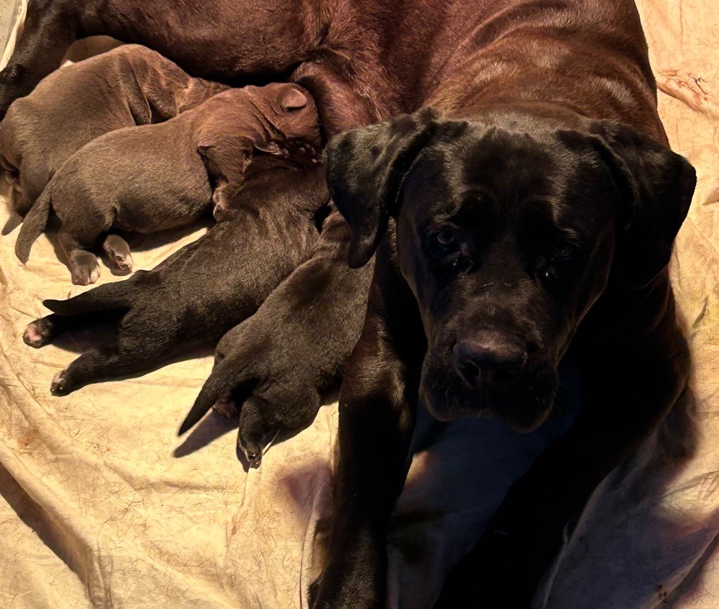 chiot Cane Corso Des Sentinelles De Reveden