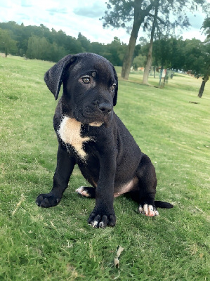 Des Sentinelles De Reveden - Cane Corso - Portée née le 14/09/2023