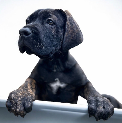 Des Sentinelles De Reveden - Cane Corso - Portée née le 10/07/2024