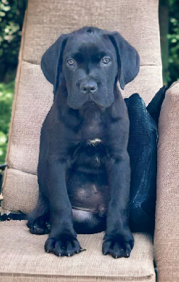 Des Sentinelles De Reveden - Cane Corso - Portée née le 14/08/2023