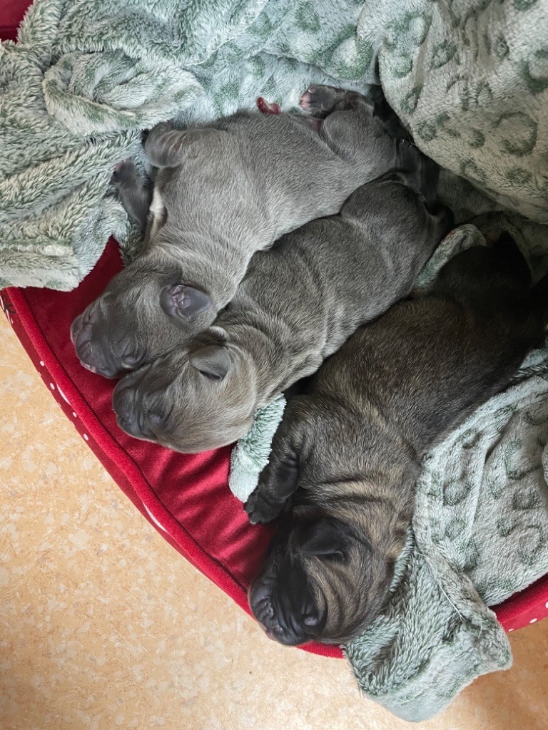 chiot Cane Corso Des Sentinelles De Reveden