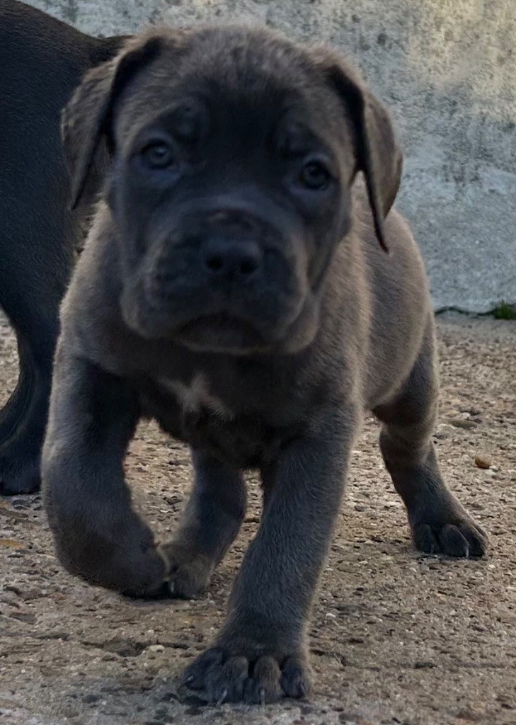 Des Sentinelles De Reveden - Chiot disponible  - Cane Corso