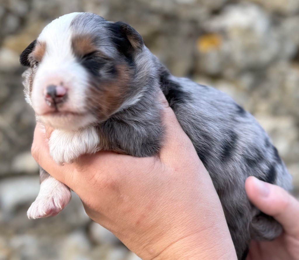 Des Sentinelles De Reveden - Chiots disponibles - Berger Américain Miniature 