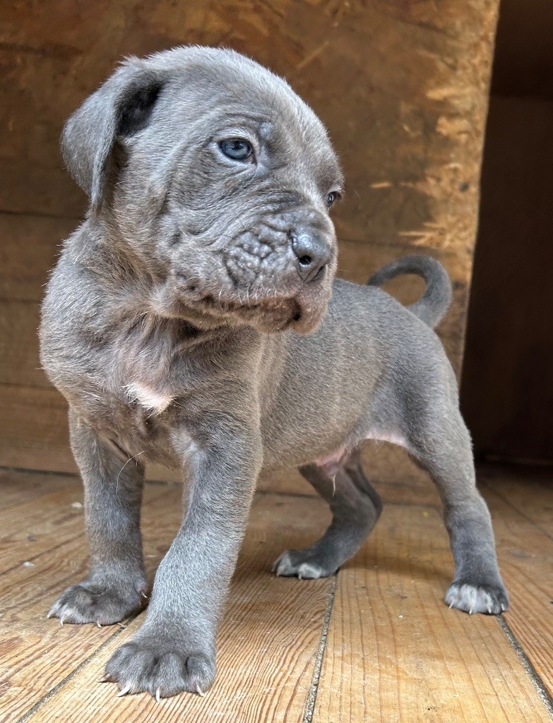 Des Sentinelles De Reveden - Chiots disponibles - Cane Corso
