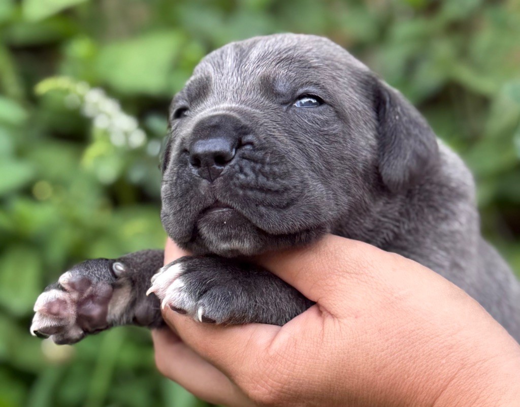 Des Sentinelles De Reveden - Chiots disponibles - Cane Corso