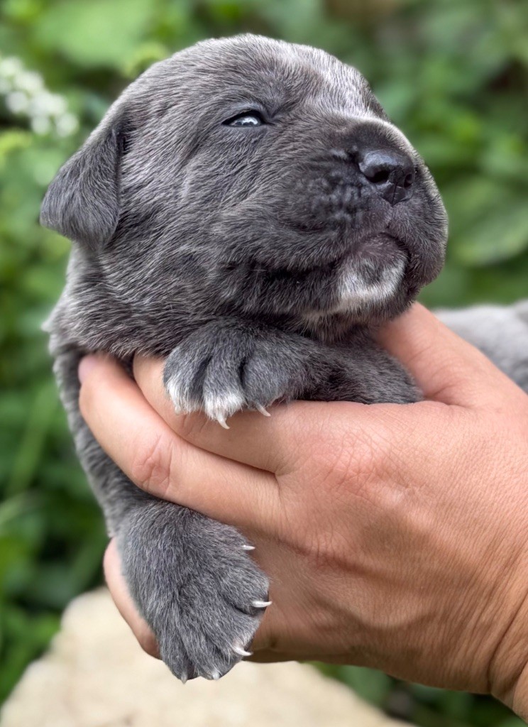 Des Sentinelles De Reveden - Chiots disponibles - Cane Corso