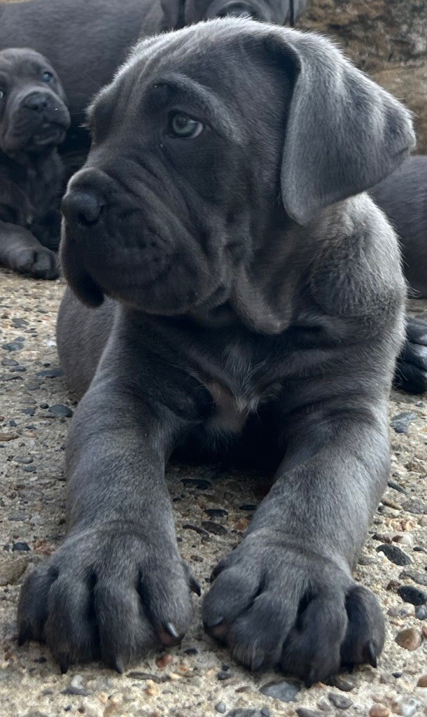 Des Sentinelles De Reveden - Chiots disponibles - Cane Corso