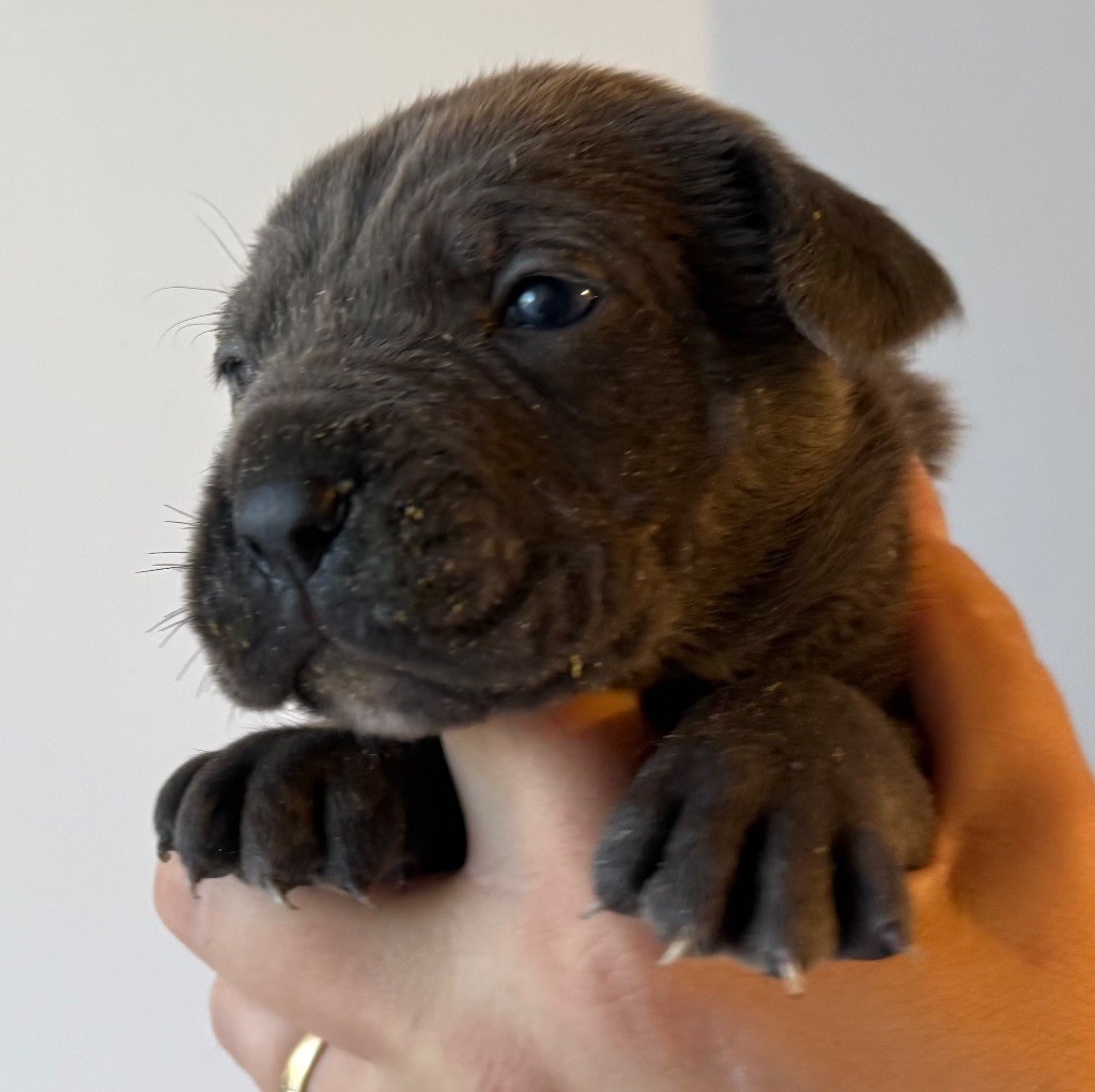 Des Sentinelles De Reveden - Chiots disponibles - Cane Corso