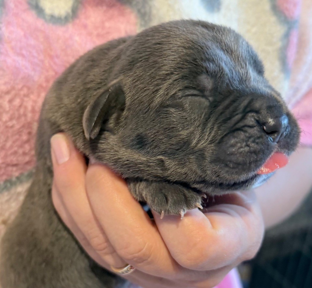 Des Sentinelles De Reveden - Chiots disponibles - Cane Corso