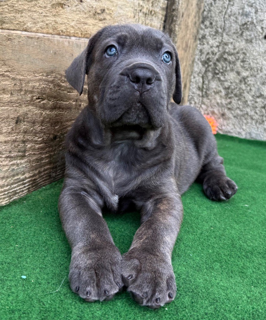 Des Sentinelles De Reveden - Chiots disponibles - Cane Corso