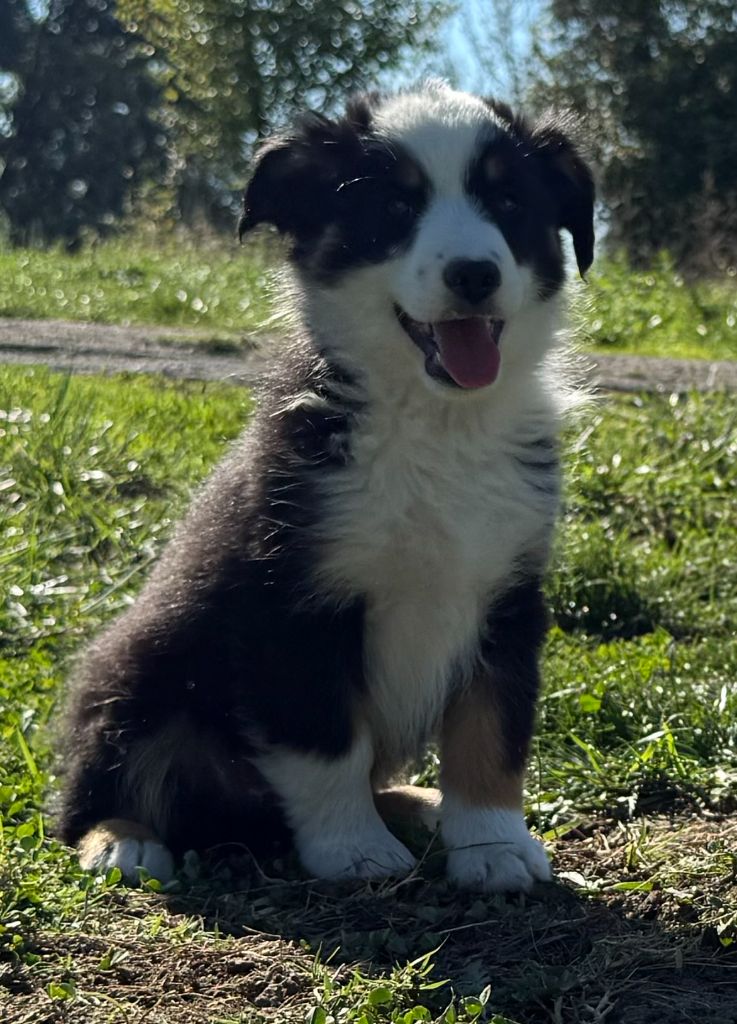 Des Sentinelles De Reveden - Chiots disponibles - Berger Américain Miniature 