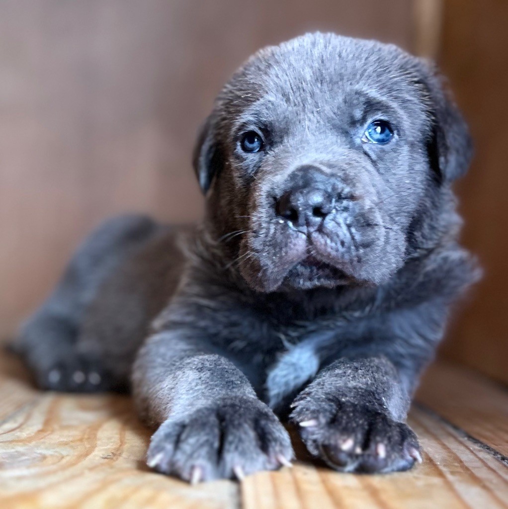 Des Sentinelles De Reveden - Chiots disponibles - Cane Corso