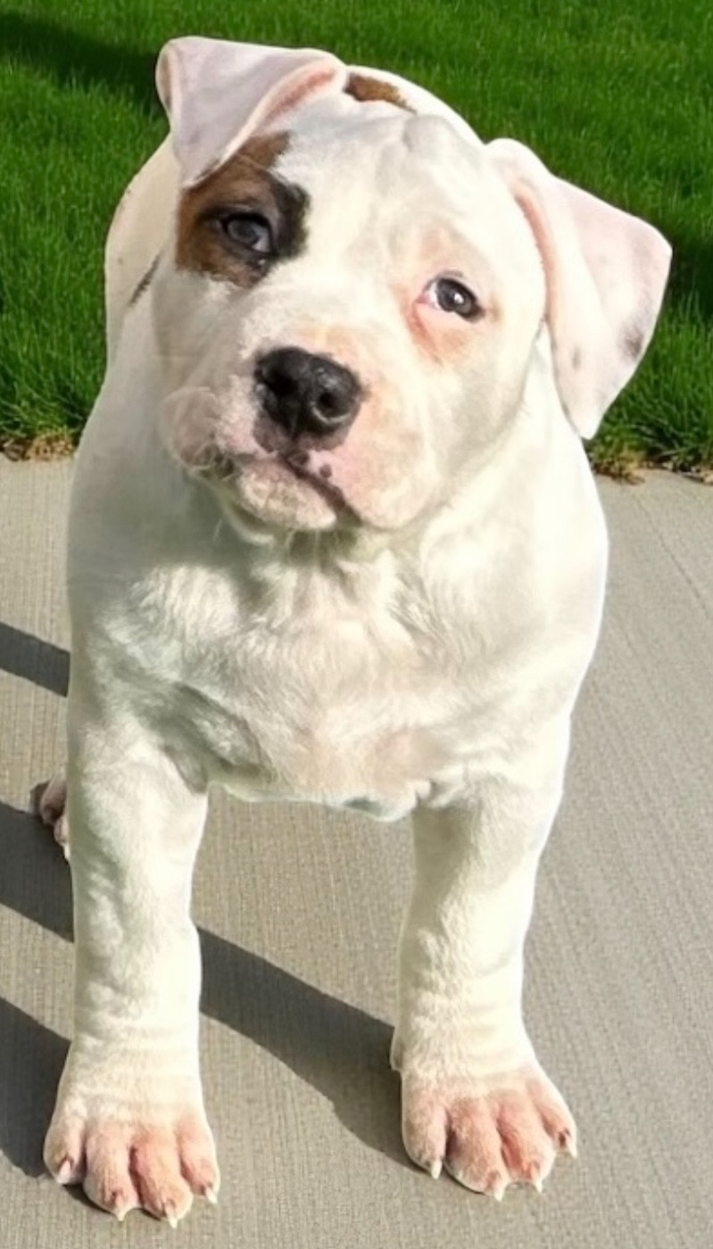 Des Sentinelles De Reveden - Chiots disponibles - American Staffordshire Terrier