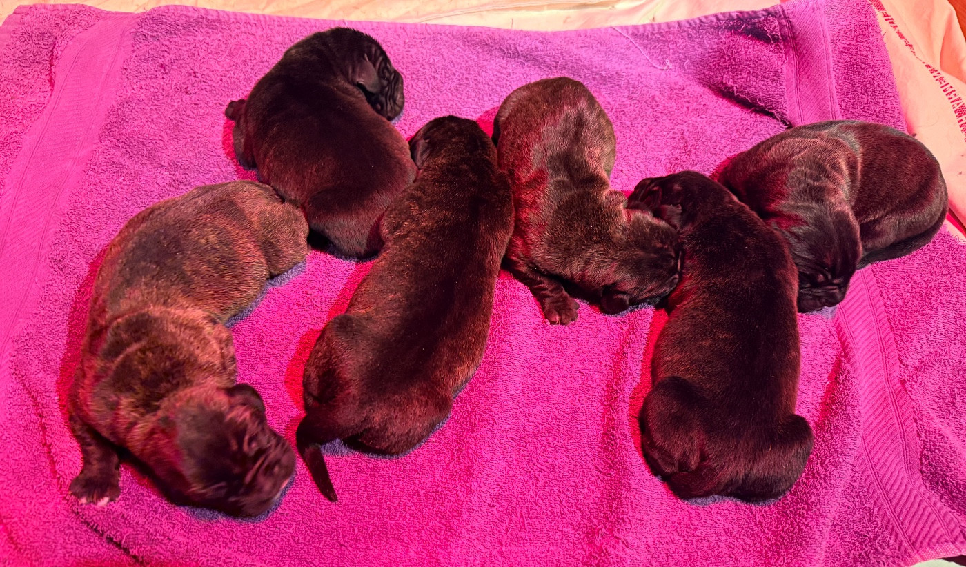Chiot Cane Corso Des Sentinelles De Reveden