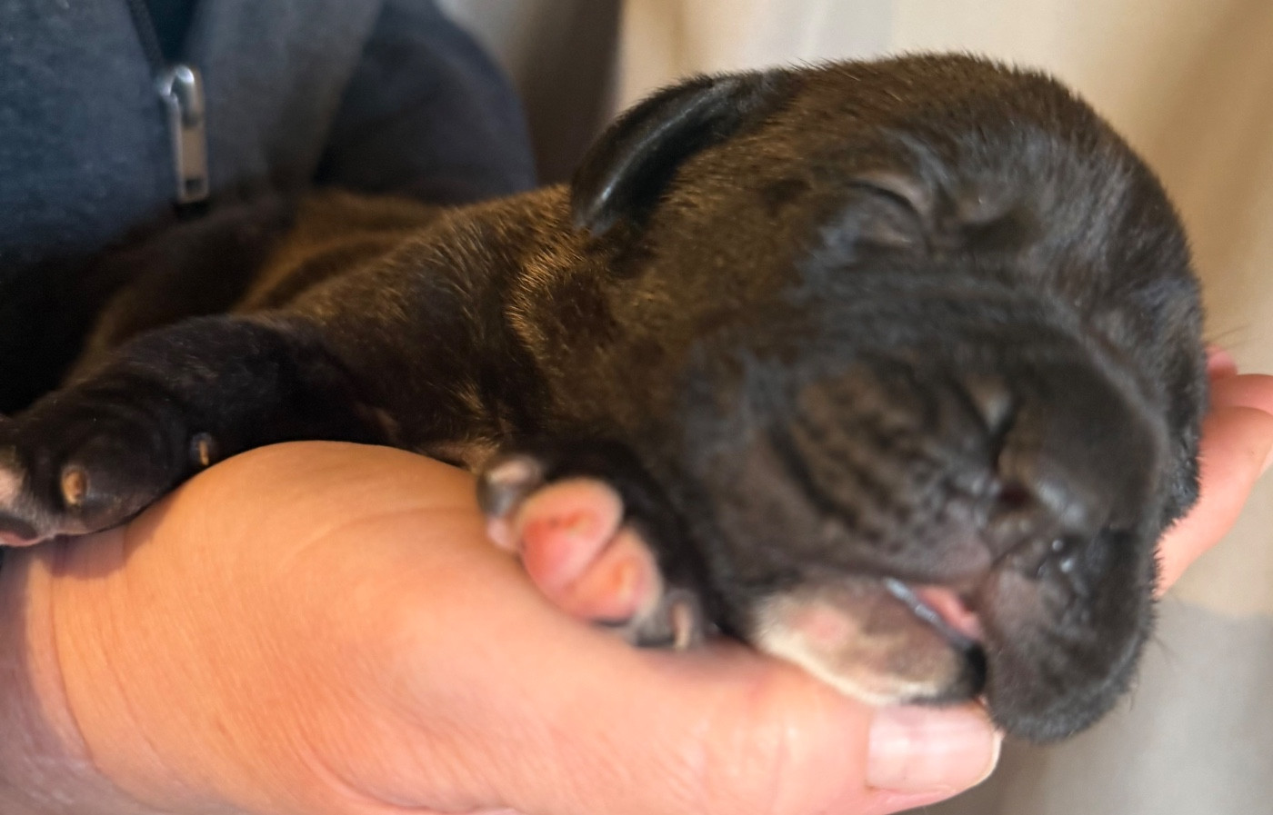 Des Sentinelles De Reveden - Chiots disponibles - Cane Corso