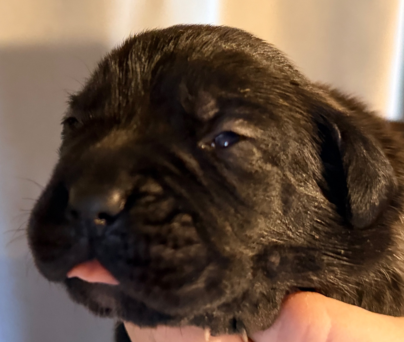 Des Sentinelles De Reveden - Chiots disponibles - Cane Corso