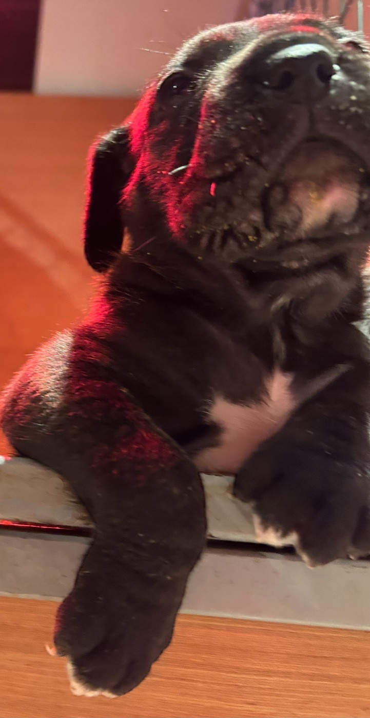 Des Sentinelles De Reveden - Chiots disponibles - Cane Corso