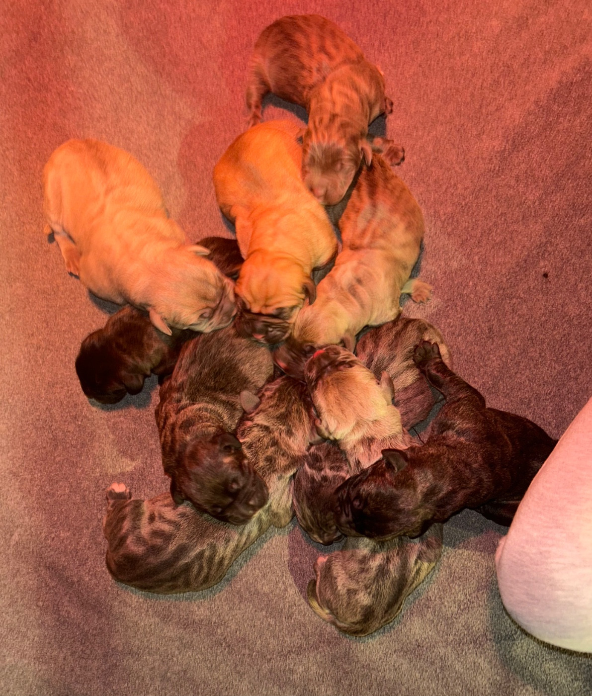 Chiot Cane Corso Des Sentinelles De Reveden