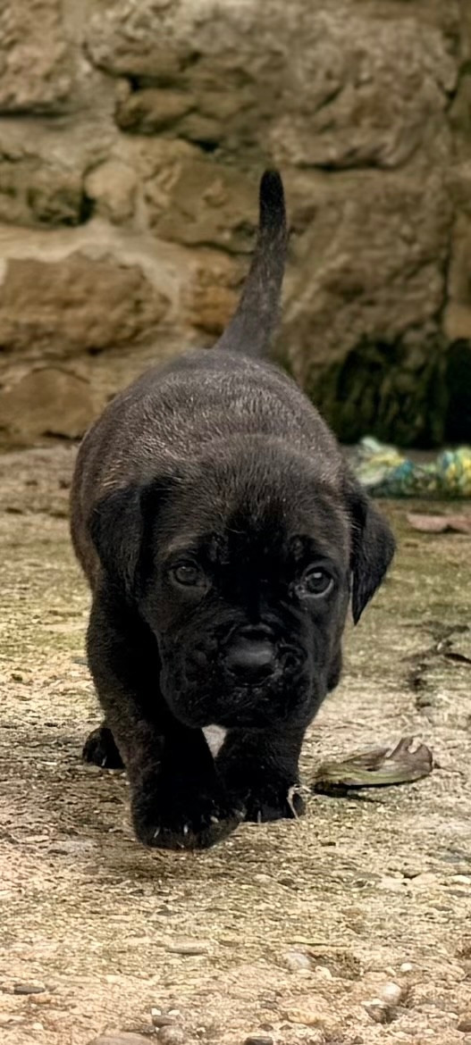 Des Sentinelles De Reveden - Chiots disponibles - Cane Corso