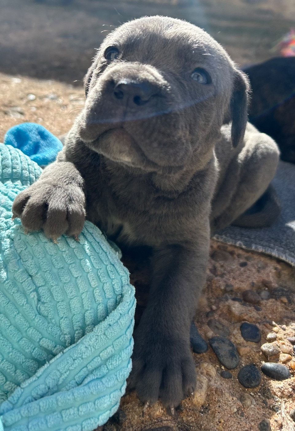 Des Sentinelles De Reveden - Chiots disponibles - Cane Corso