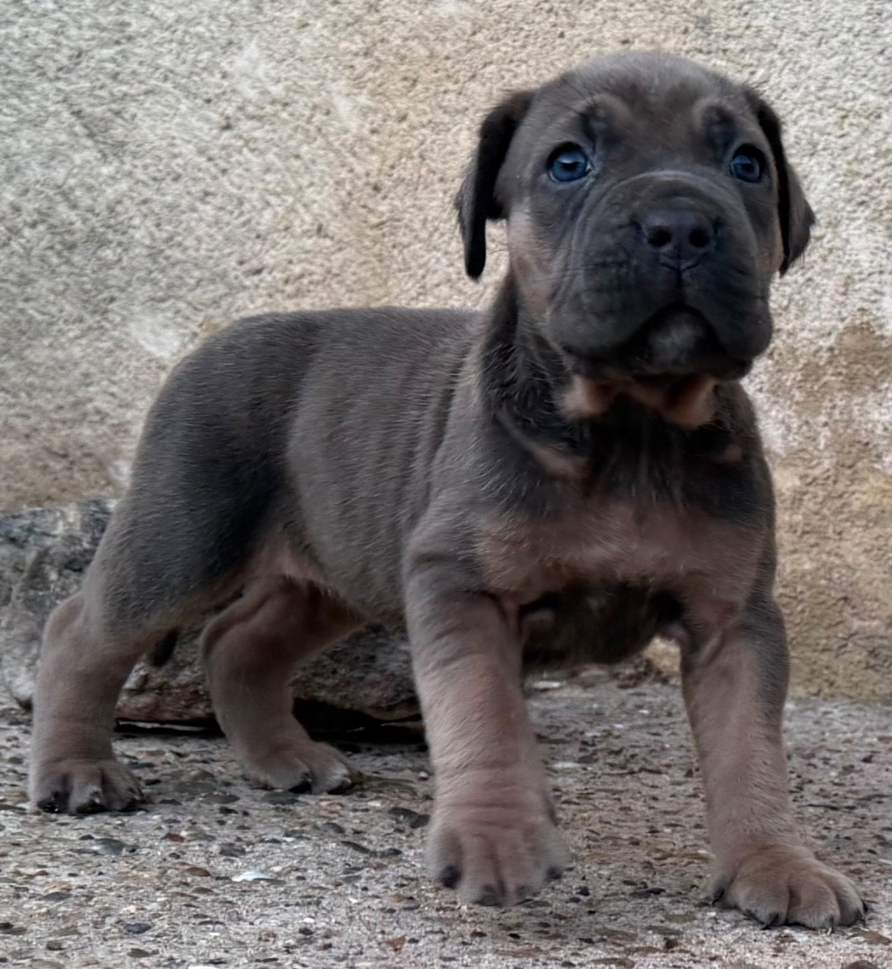 Des Sentinelles De Reveden - Chiots disponibles - Cane Corso