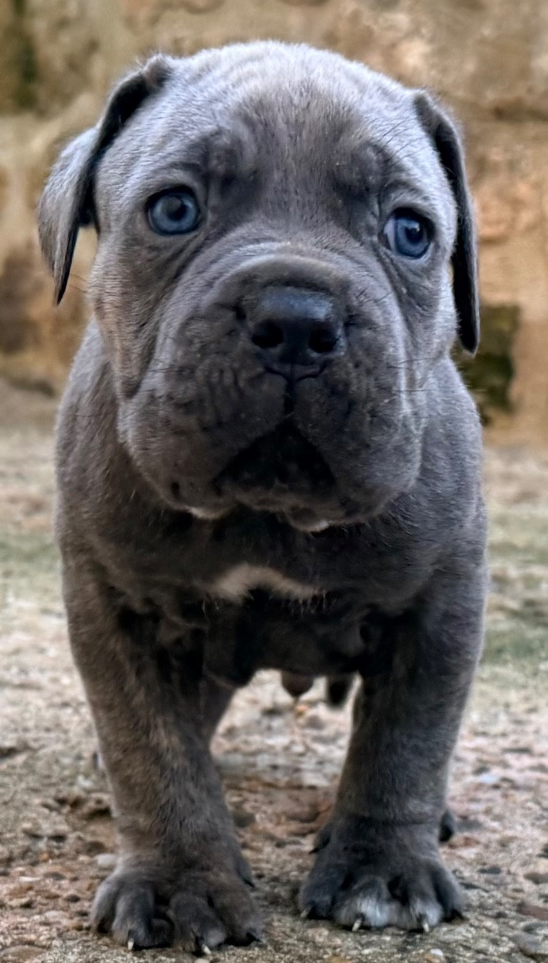 Des Sentinelles De Reveden - Chiots disponibles - Cane Corso