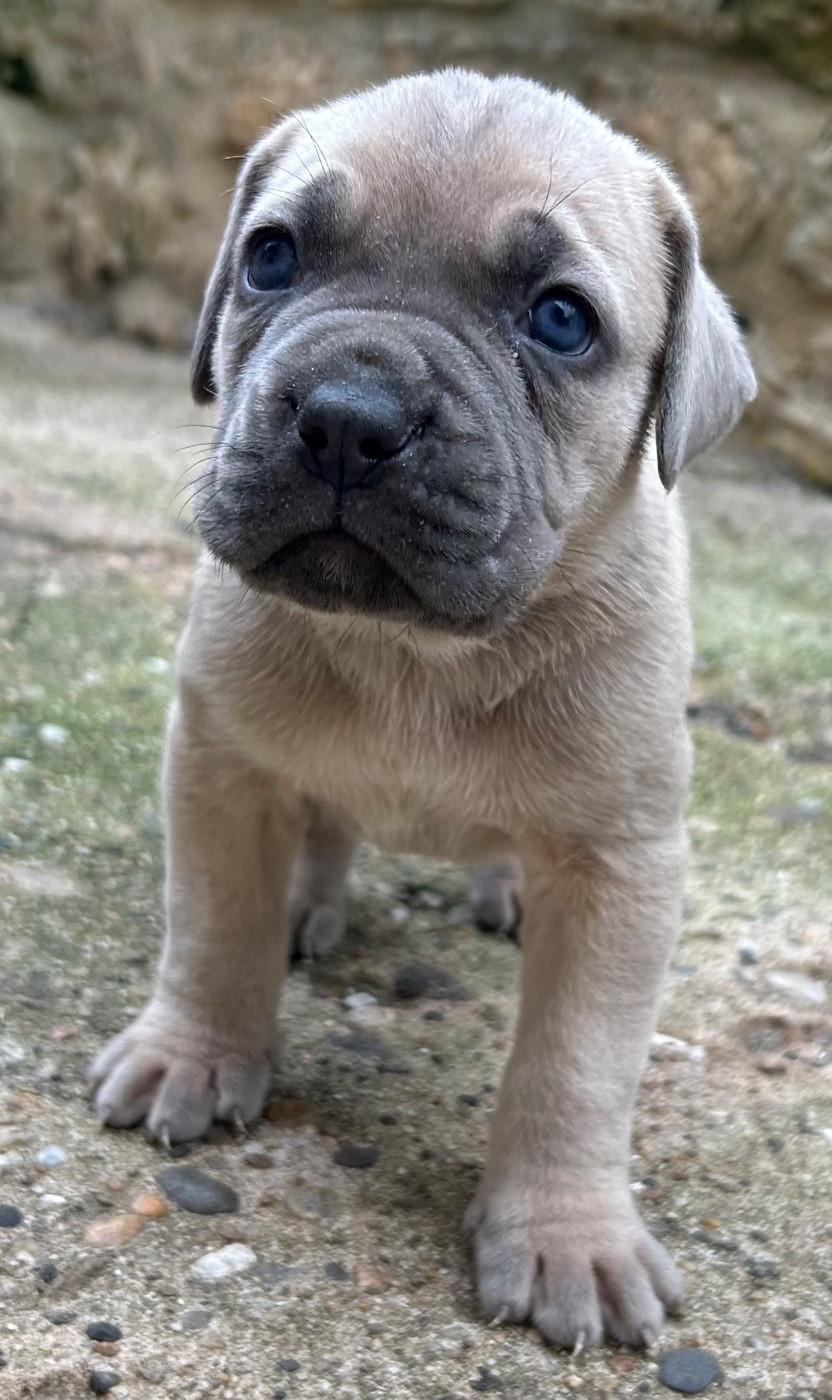 Des Sentinelles De Reveden - Chiots disponibles - Cane Corso