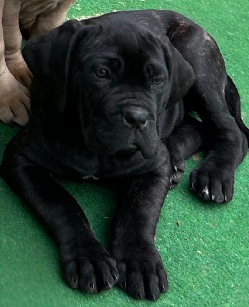Des Sentinelles De Reveden - Chiots disponibles - Cane Corso