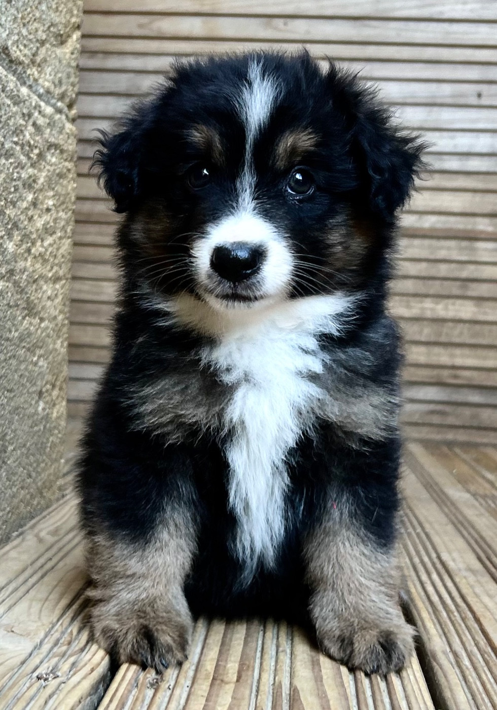 Des Sentinelles De Reveden - Chiots disponibles - Berger Américain Miniature 