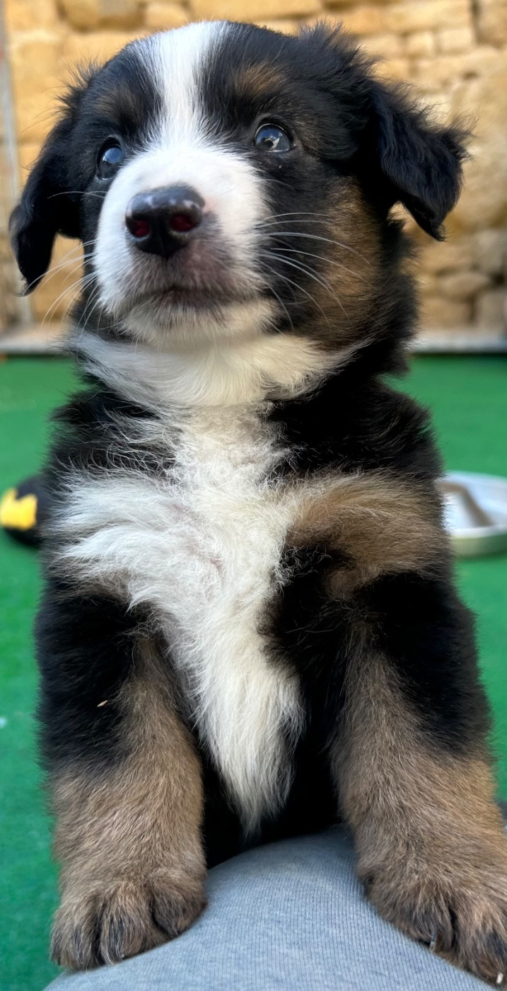 Des Sentinelles De Reveden - Chiots disponibles - Berger Américain Miniature 