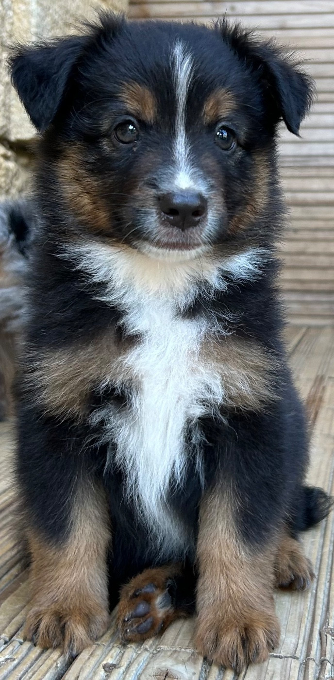 Des Sentinelles De Reveden - Chiots disponibles - Berger Américain Miniature 