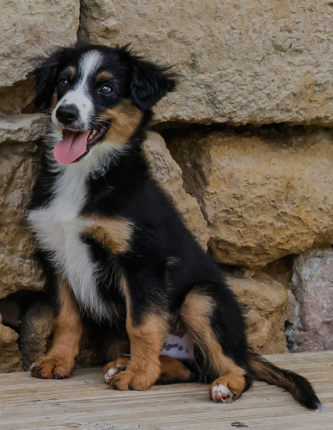 Des Sentinelles De Reveden - Chiots disponibles - Berger Américain Miniature 