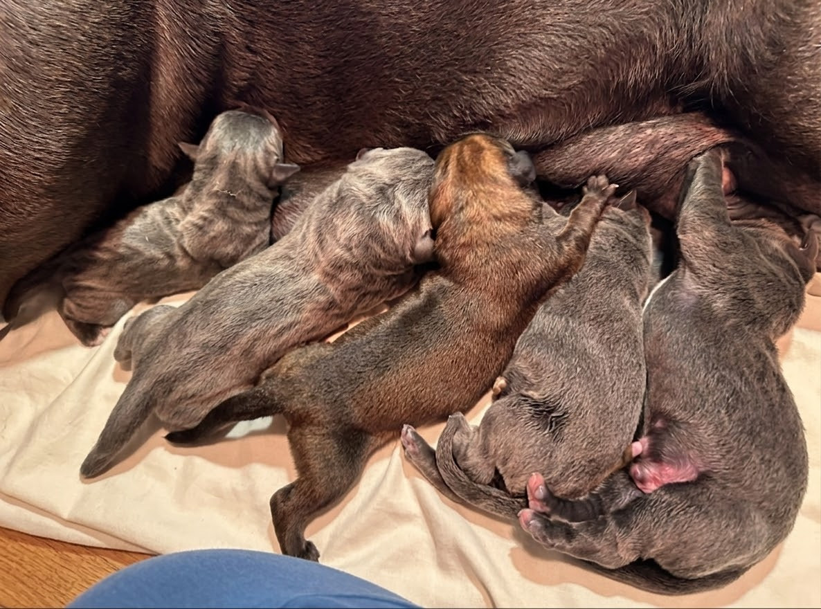 Chiot Cane Corso Des Sentinelles De Reveden