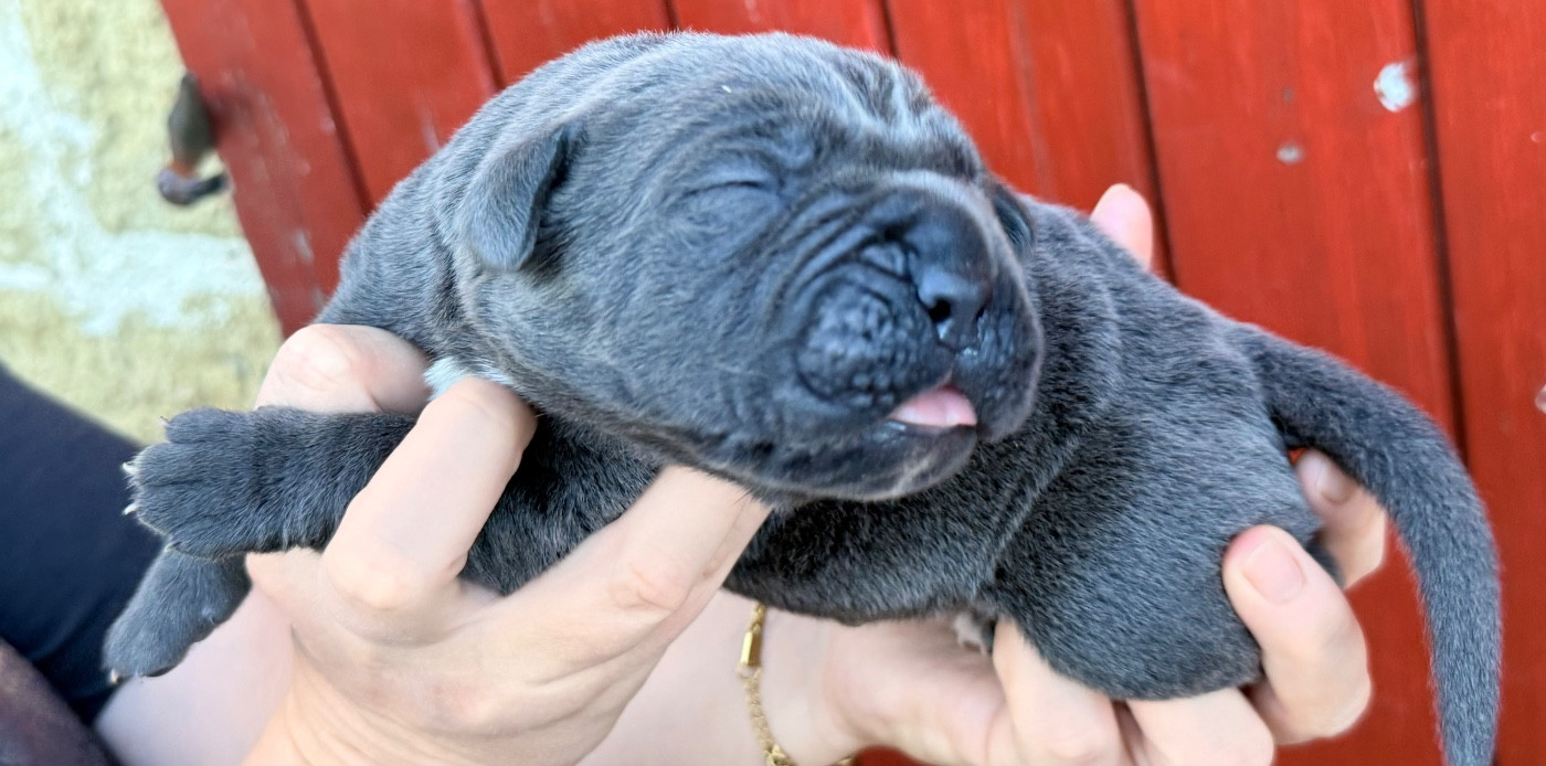 Des Sentinelles De Reveden - Chiots disponibles - Cane Corso