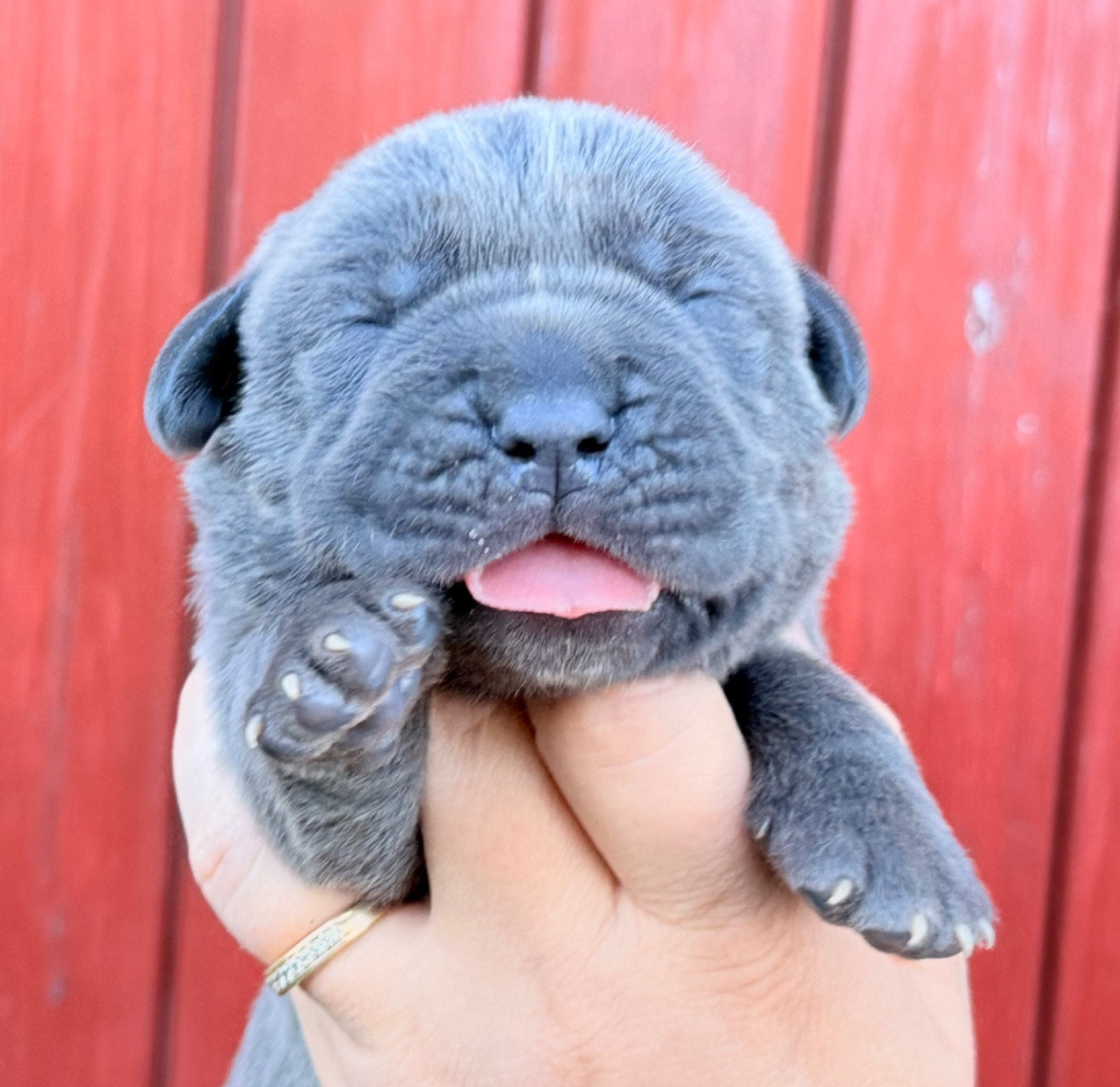 Des Sentinelles De Reveden - Chiots disponibles - Cane Corso