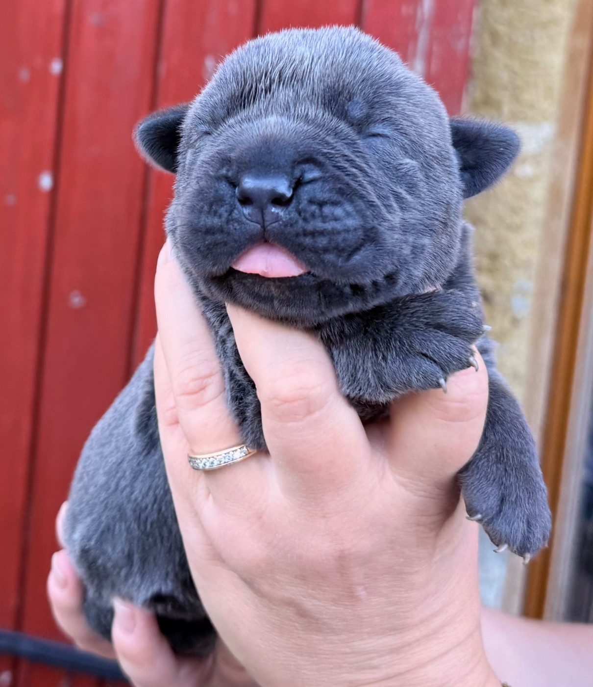 Des Sentinelles De Reveden - Chiots disponibles - Cane Corso