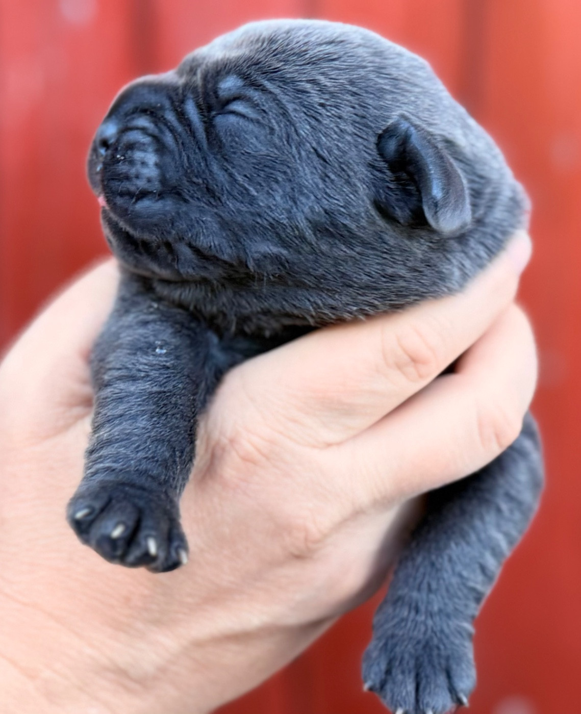 Des Sentinelles De Reveden - Chiots disponibles - Cane Corso