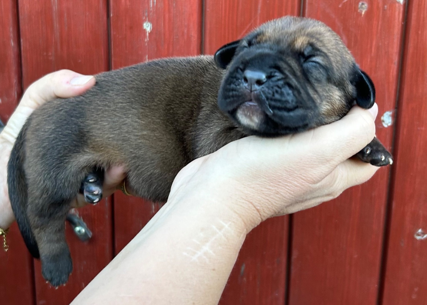 Des Sentinelles De Reveden - Chiots disponibles - Cane Corso