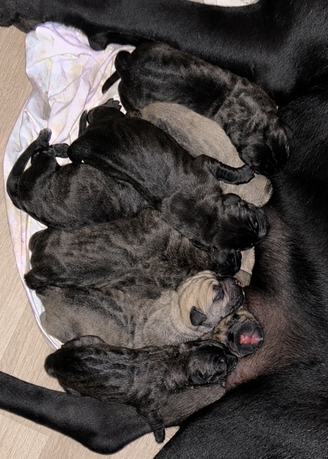 Des Sentinelles De Reveden - Cane Corso - Portée née le 17/09/2026