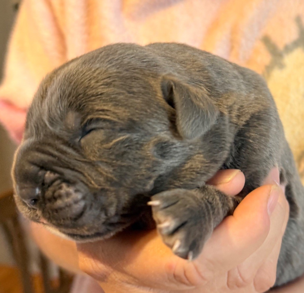Des Sentinelles De Reveden - Chiots disponibles - Cane Corso