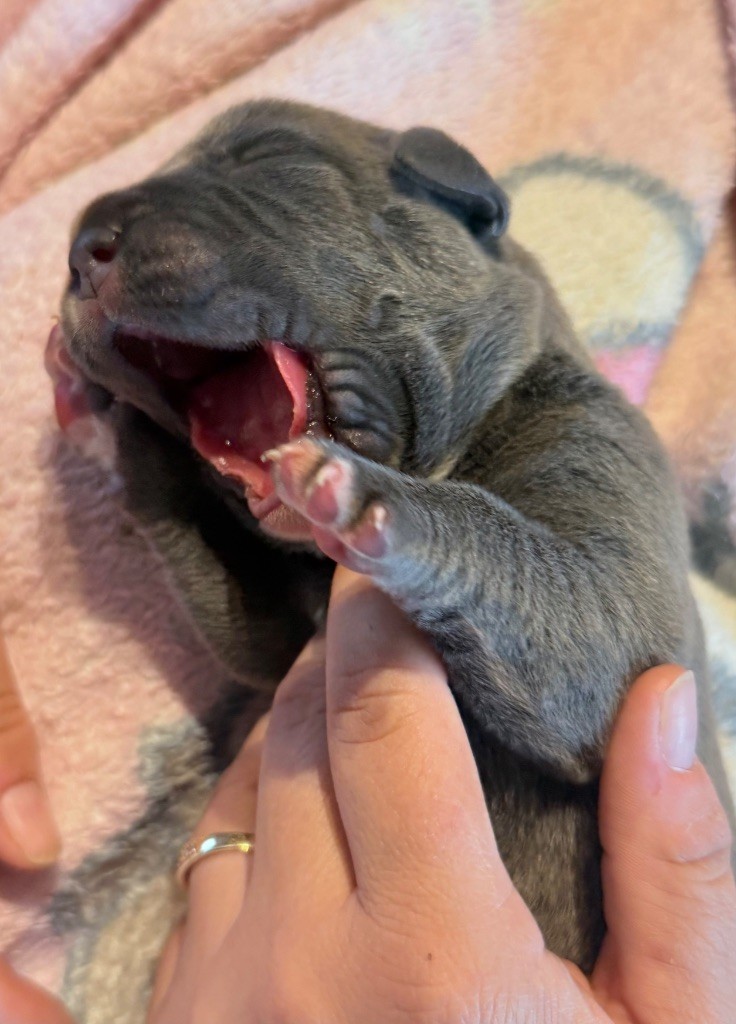 Des Sentinelles De Reveden - Chiots disponibles - Cane Corso