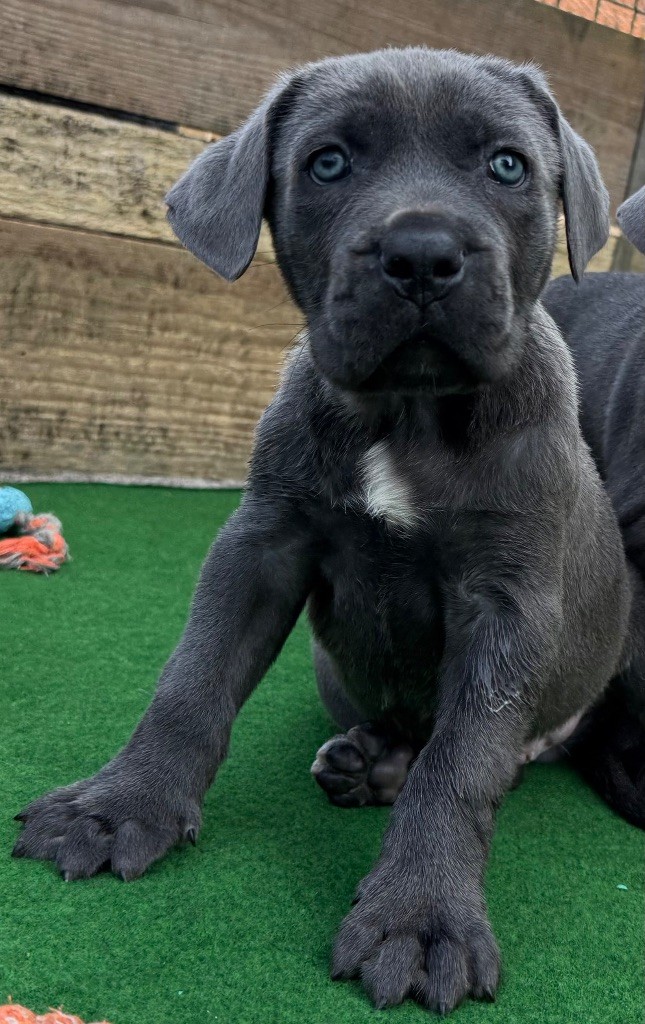 CHIOT