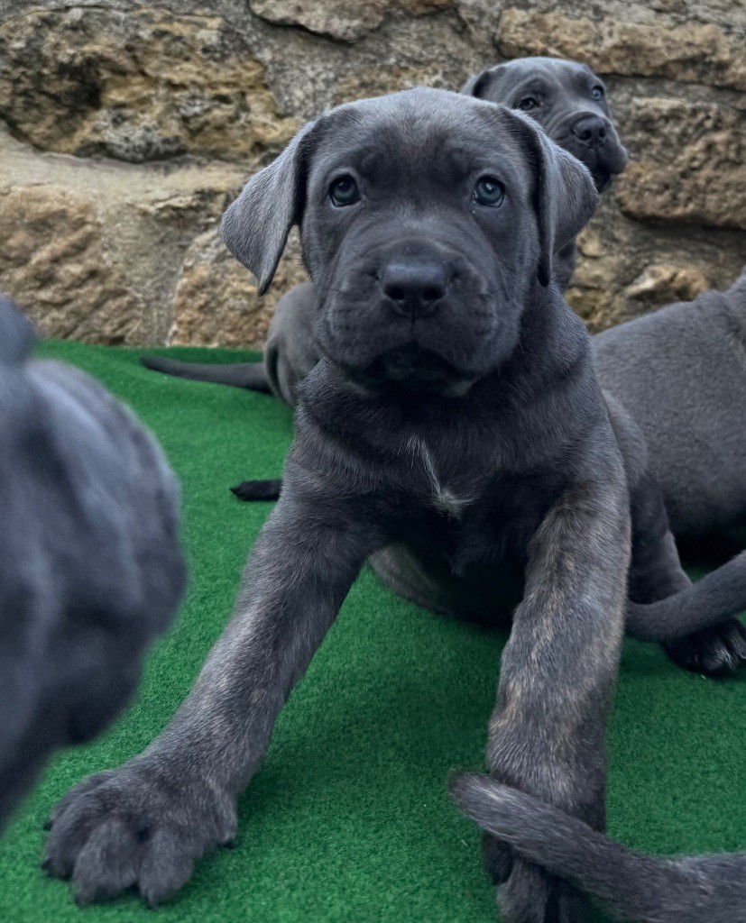 Des Sentinelles De Reveden - Chiots disponibles - Cane Corso