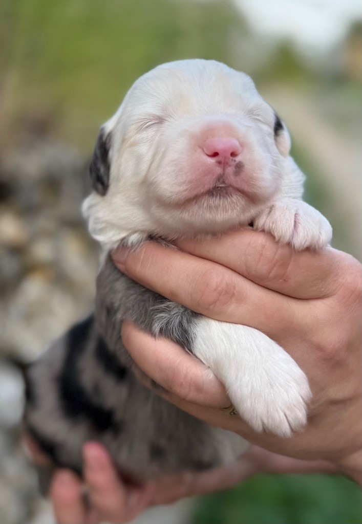 Des Sentinelles De Reveden - Chiots disponibles - Berger Américain Miniature 