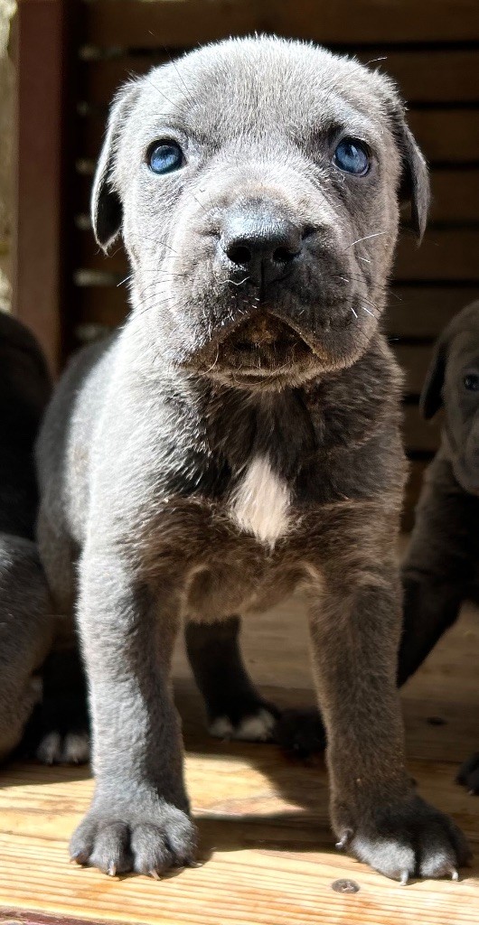 Des Sentinelles De Reveden - Chiots disponibles - Cane Corso